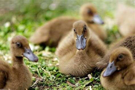 Khaki Campbell Ducklings | The Flock | Pinterest