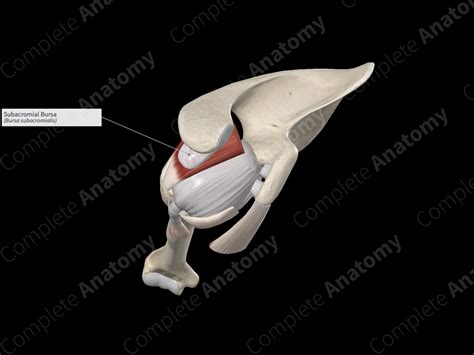 Subacromial Bursa | Complete Anatomy