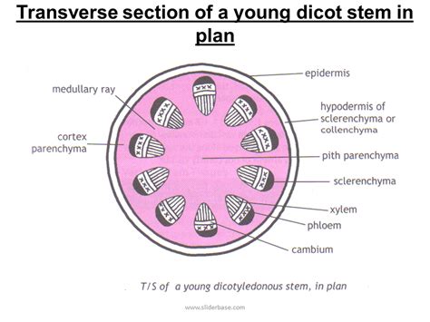 Transverse section of a young dicot stem in plan