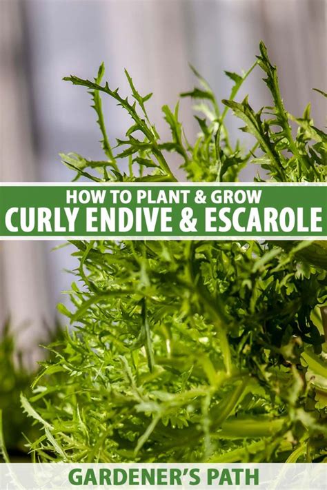 How to Grow Endive (Cichorium Endivia) | Gardener’s Path