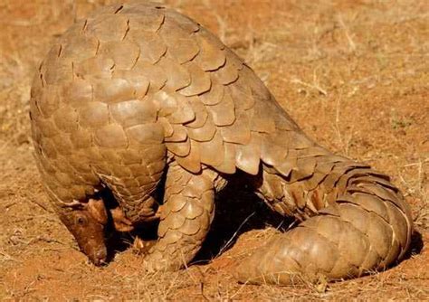 Indian Pangolin: Characteristics and Conservation Status