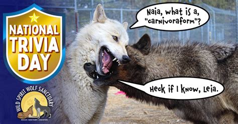 National Trivia Day | Wild Spirit Wolf Sanctuary