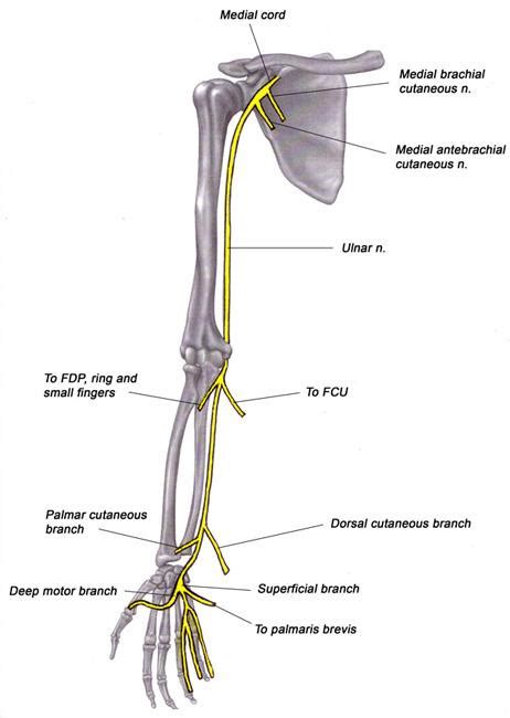 Ulnar Nerve Entrapment: My Pinky Finger Tingles!