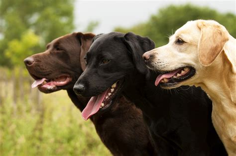 AnimalePierdute | Labrador - Informații, Caracteristici, Culori, Marime ...