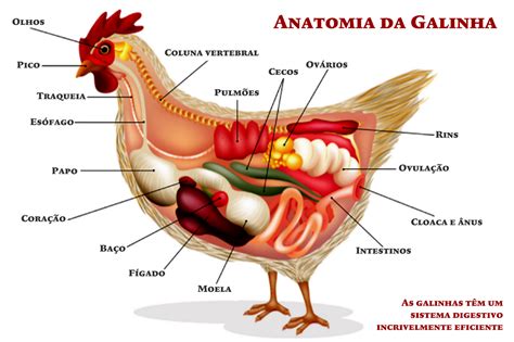 06/14/18 - Alimentação e Movimento