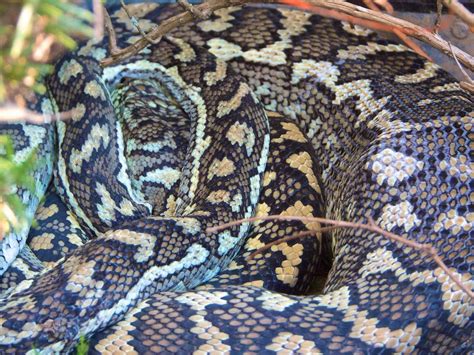 Carpet snake after eating Southern Boobook owl. | Southern B… | Flickr