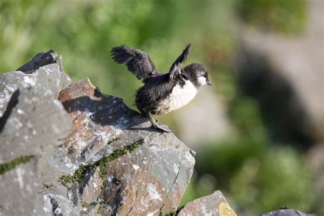 Ancient Murrelet: Identification and Overview