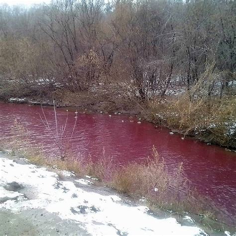 Russian city's rivers run RED from mystery pollution as ducks refuse to ...