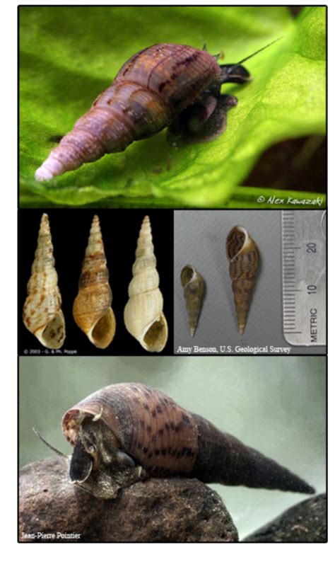 Malaysian Trumpet Snail Care For Beginners | SnailPedia