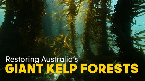 Why are seaweeds important? What makes a rocky reef? | Great Southern Reef