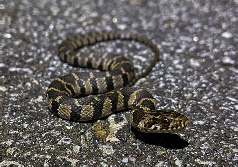 Midland Watersnake – Florida Snake ID Guide