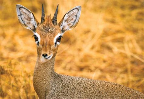 Dik-dik | Habitat, Diet & Adaptations | Britannica