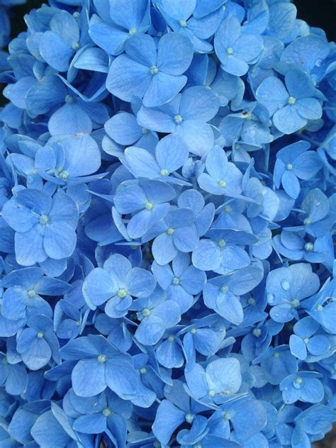 Blue Mop Head Hydrangea