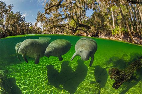 Meet manatees at Blue Spring State Park | LaptrinhX / News