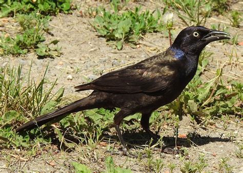 Common Grackle: Field Guide, Pictures, Habitat & Info - Optics Mag