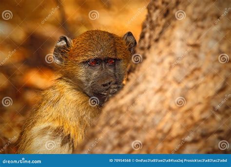 Chacma Baboon, Papio Hamadryas Ursinus, Portrait of Monkey in the ...