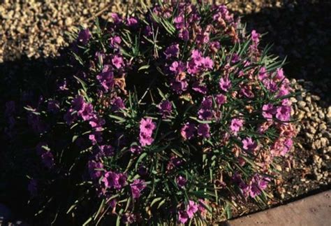 Ruellia brittoniana 'Katie'