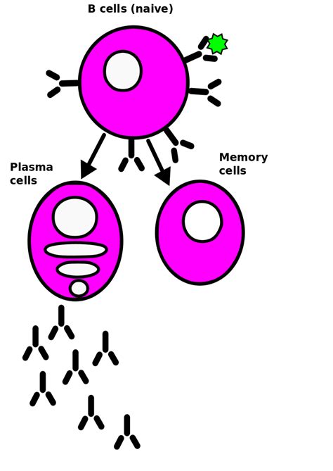 Basics of Biosensing: B-Cells and antibodies