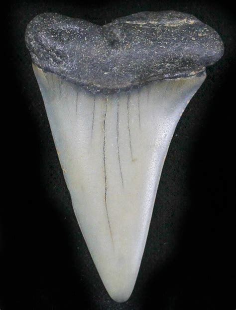 Fossil Mako (Isurus hastalis) Shark Tooth - 1.8" (#24282) For Sale ...