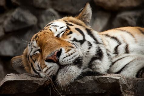 Baby Tigers Sleeping