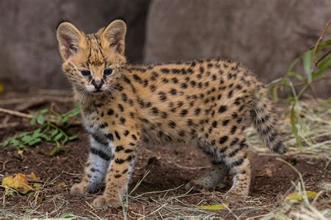 Bengal vs African Serval - Breed Comparison | MyCatBreeds