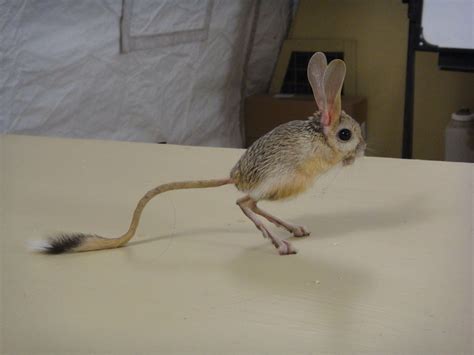 19 Ways Jerboas Will Instantly Win Your Heart | Long eared jerboa ...