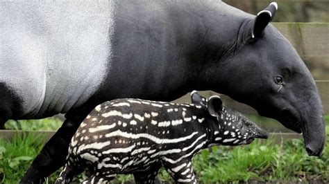 Tapir: The Ancient Fruitarian With the Tiny Trunk | HowStuffWorks