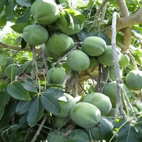 10 Medicinal Health Benefits Of White Sapote (Casimiroa edulis ...