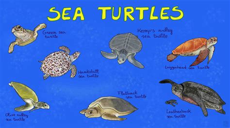 Meet the 7 living species of sea turtles – Mongabay Kids