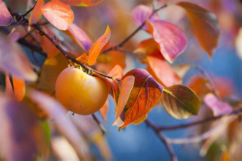 Citrus Tree Guide - Best Time to Plant | Kellogg Garden Organics™