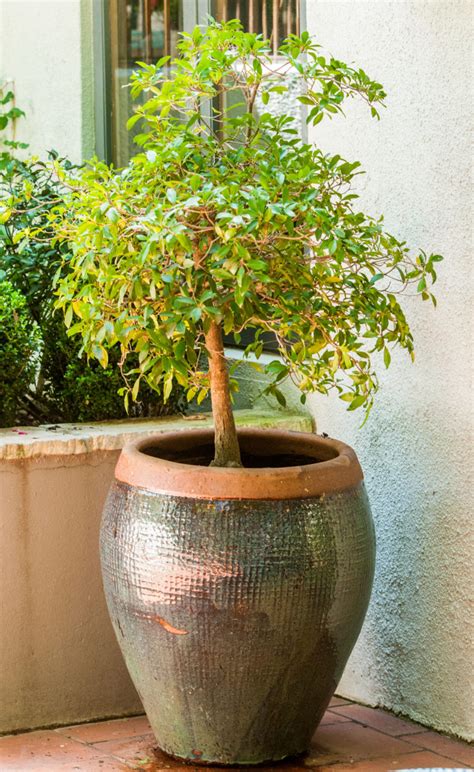 6 Trees ideal for containers | SA Garden and Home | Potted trees ...