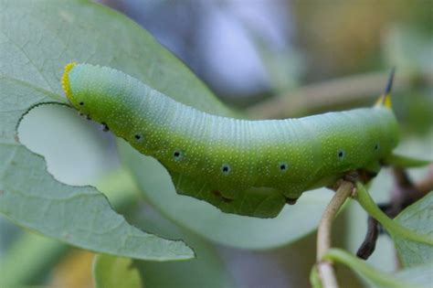 Sphinx Moth Pupa Care