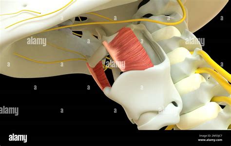 Thyrohyoid Muscle anatomy for medical concept 3D illustration Stock ...