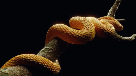 Procedural Snakes | Blender Material Study (1) | Images :: Behance