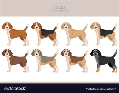 Beagle dog clipart all coat colors set Royalty Free Vector