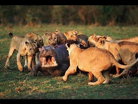 Lion vs Hippo, Real Fight - video Dailymotion