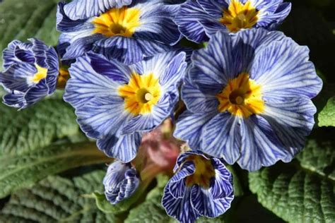 Primroses and polyanthus: the essence of spring - Richard Jackson Garden