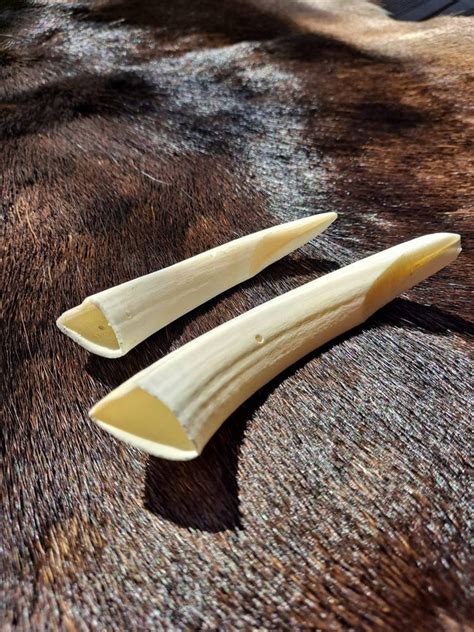 Large Wild Boar Tusks set of 2 drilled exactly as seen in the | Etsy