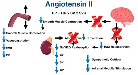 ACE Inhibitors: Drug List, Side Effects, Mechanism of Action, Example ...