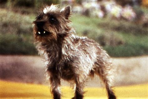 Toto the Dog in the Wizard of Oz