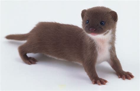 Took an animal quiz.....Apparently I'm a weasel.......... | Cute baby ...