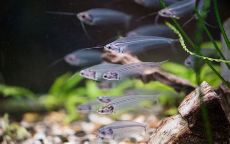 Ghost Catfish - Care, Requirements, Feeding, Tank Mates, Breeding ...