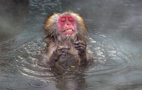 Estas son las fotos más divertidas del mundo animal en 2020 - Valencia ...