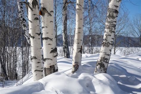 "Birch Trees" Images – Browse 584,861 Stock Photos, Vectors, and Video ...