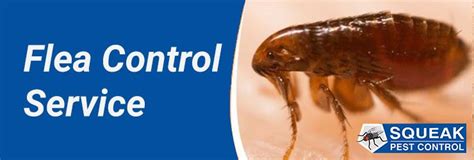 Flea Control Perth | 0482077672 | Certified and Experienced Exterminators