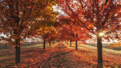 1366x768 Autumn Fall Season Trees 4k Laptop HD ,HD 4k Wallpapers,Images ...