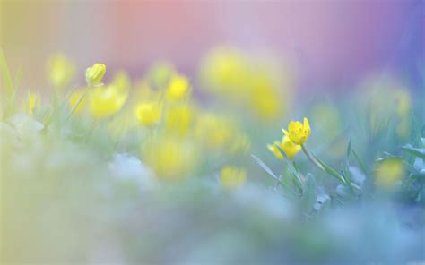 Blurred Flowers Image MacBook Air Wallpaper Download | AllMacWallpaper