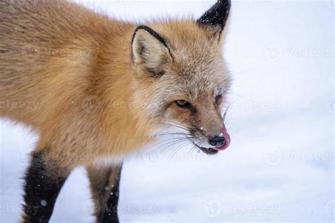 Fox in Winter 5098930 Stock Photo at Vecteezy