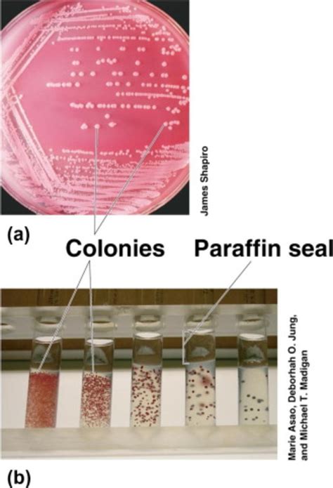 Pure culture methods from bacteria | Download Scientific Diagram