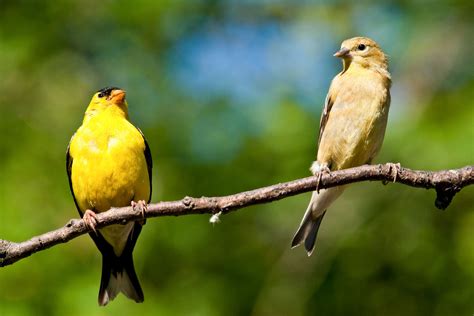 American Goldfinch | Audubon Field Guide